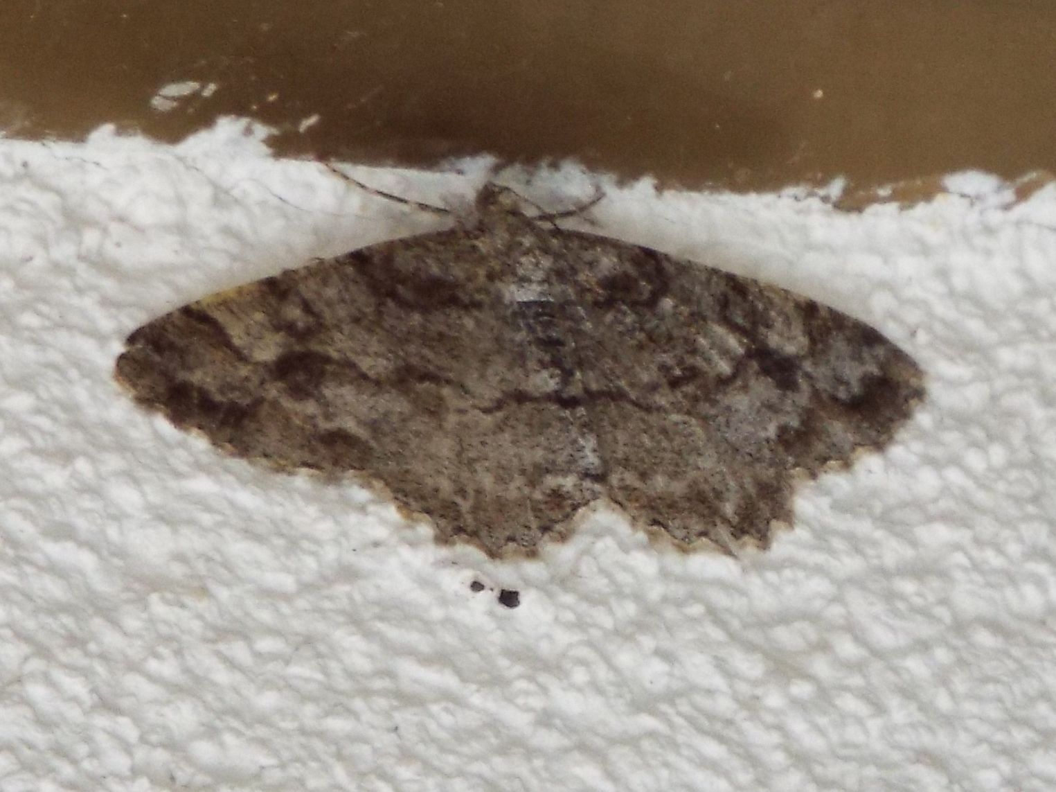 Falena da identificare - Alcis repandata, Geometridae